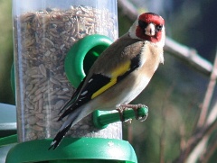 20160325 Goldfinch